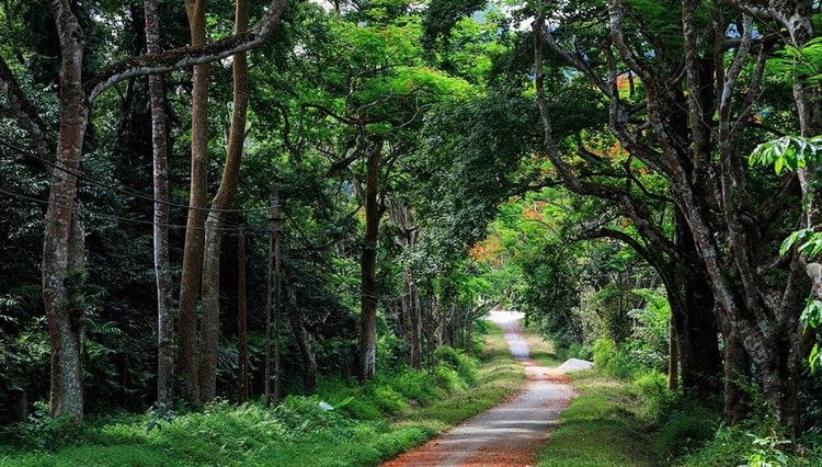 Mist-covered road in Ba Vi National Park surrounded by dense green trees